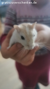 2 süße Rennmäuse