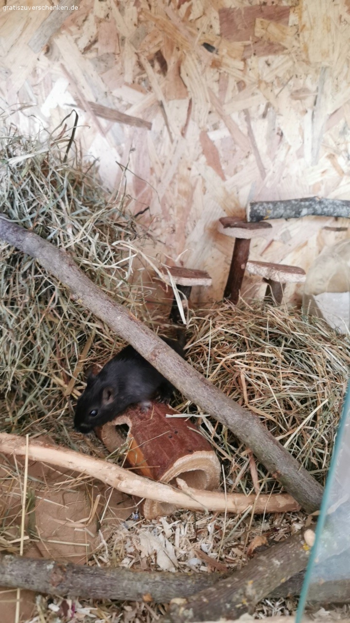 2 süße Rennmäuse. verschenke hier meine kleinen Rennmäuse an eine liebevolle Familie!
Wir müssen sie schweren Herzens abgeben!
Es ist alles da, aber das Terrarium müsste erneuert werden!