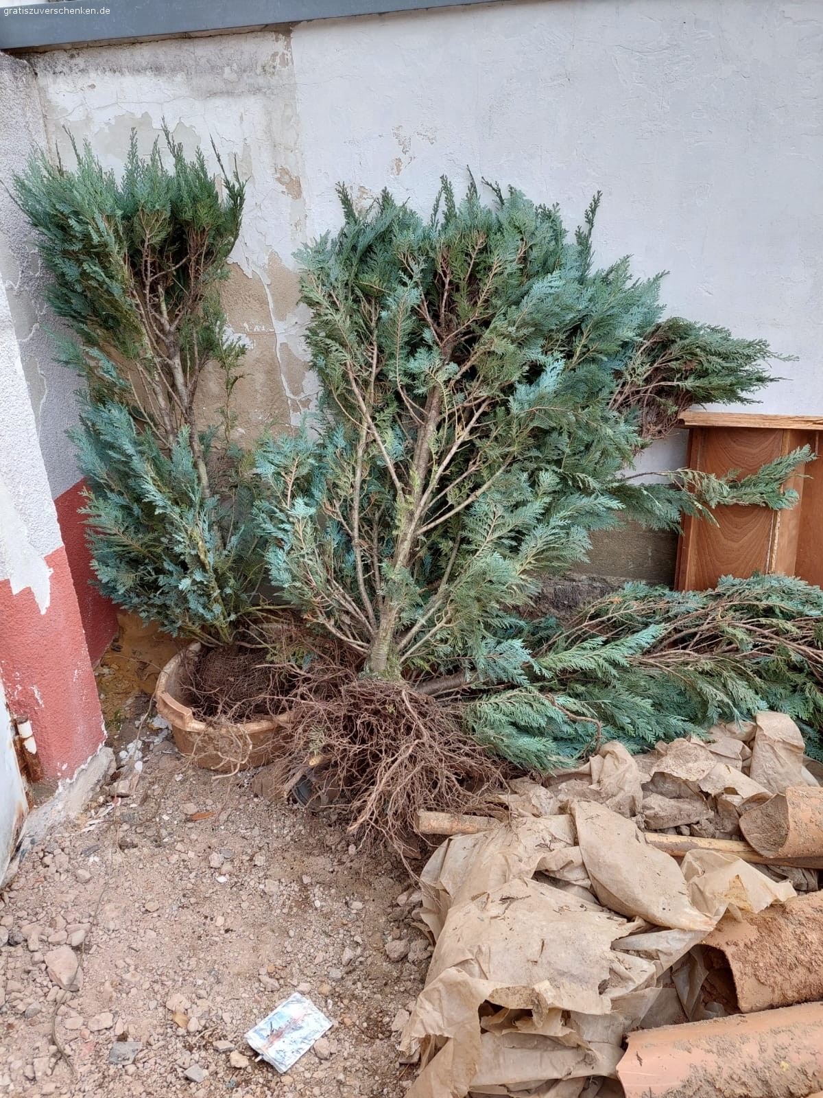 5 Pflanzen. ca. 1,50m hoch, als Solitär oder Hecke