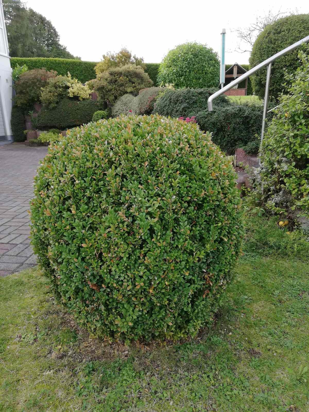 Gartensträucher zu verschenken. 1 Trauerweide H=1,60m, Dm=1,50m, Stamm 8cm
1 Hartriegel gelb, H=1,80m, Dm=1,70m
1 Buchsbaum Kugel Dm=0,70m
1 Heckenstrauch Kugel Dm=0,80m
Alles zum selbst ausgraben!