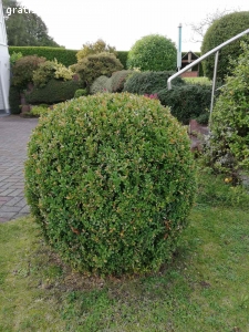 Gartensträucher zu verschenken. 1 Trauerweide H=1,60m, Dm=1,50m, Stamm 8cm
1 Hartriegel gelb, H=1,80m, Dm=1,70m
1 Buchsbaum Kugel Dm=0,70m
1 Heckenstrauch Kugel Dm=0,80m
Alles zum selbst ausgraben!