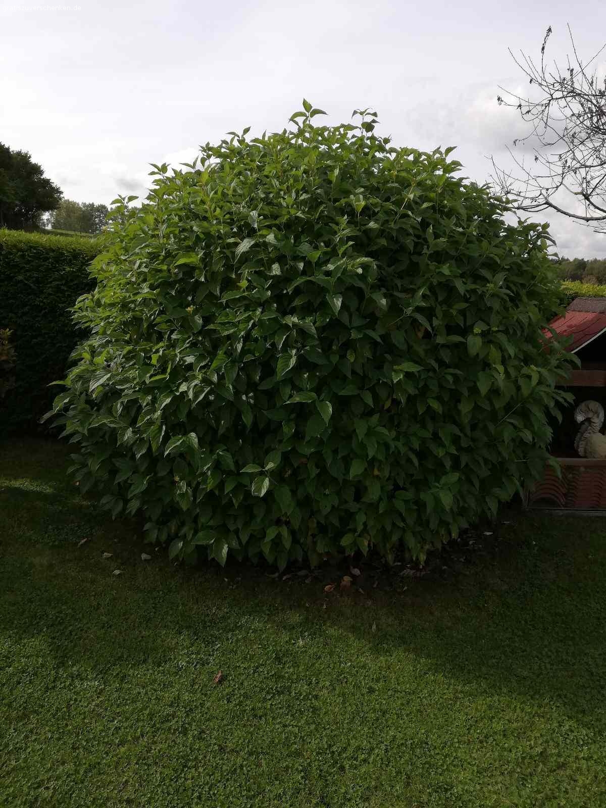 Gartensträucher zu verschenken. 1 Trauerweide H=1,60m, Dm=1,50m, Stamm 8cm
1 Hartriegel gelb, H=1,80m, Dm=1,70m
1 Buchsbaum Kugel Dm=0,70m
1 Heckenstrauch Kugel Dm=0,80m
Alles zum selbst ausgraben!