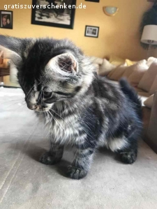 Verschenke meinen Maine Coon Kater Jack