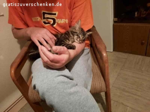 Verschenke meinen Maine Coon Kater Jack