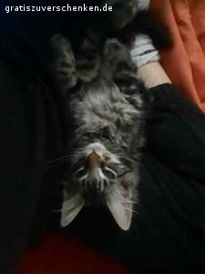 Verschenke meinen Maine Coon Kater Jack