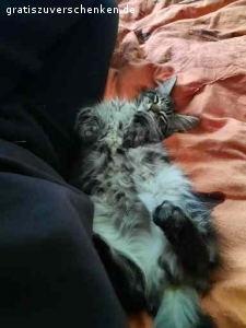 Verschenke meinen Maine Coon Kater Jack