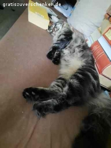 Verschenke meinen Maine Coon Kater Jack